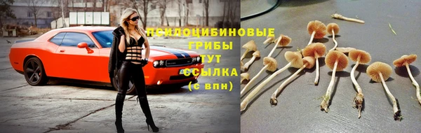 эйфоретик Новокубанск