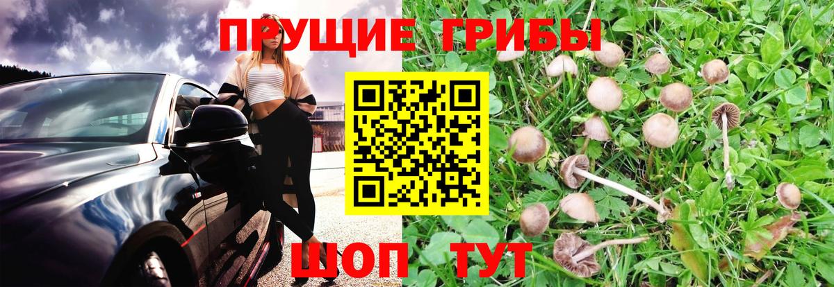Псилоцибиновые грибы мицелий  Вход с VPN  Заволжье 